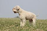 LAGOTTO 103